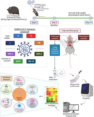 Early pathogenesis profiles across SARS-CoV-2 variants in K18-hACE2 mice revealed differential triggers of lung damages